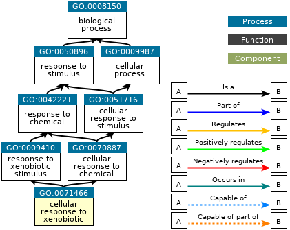 A graph rendering of the hierarchy of terms in the Gene Ontology